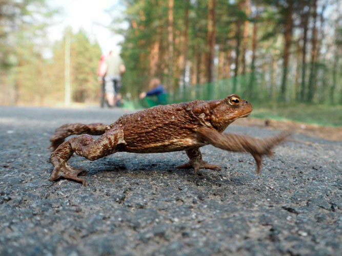 В Петербурге набирают волонтеров, которые помогут жабам «переходить» дорогу