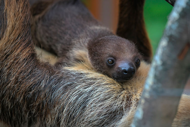 Ленинградский зоопарк объявил конкурс на имя для маленького ленивца